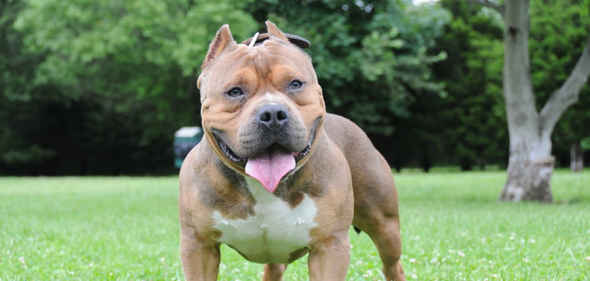 Image for the article American XL Bully Dogs to be Banned in Wales and England