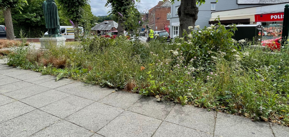 Image for the article Town Council slammed over state of gardens